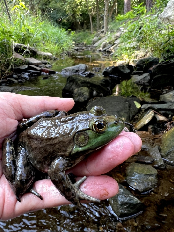 American Bullfrog